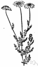 genus Anthemis - dog fennel