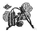 red alder - large tree of Pacific coast of North America having hard red wood much used for furniture