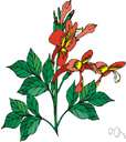 honeysuckle
