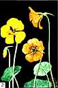 bush nasturtium