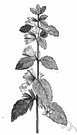 beebalm - bushy perennial Old World mint having small white or yellowish flowers and fragrant lemon-flavored leaves