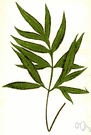 Pteris - large genus of terrestrial ferns of tropics and subtropics