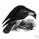Pernis apivorus - Old World hawk that feeds on bee larvae and small rodents and reptiles