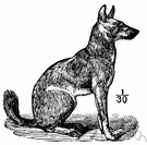 Cuon alpinus - fierce wild dog of the forests of central and southeast Asia that hunts in packs