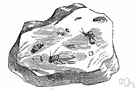 order mantophasmatodea - an order of insect identified in 2002 in a 45 million year old piece of amber from the Baltic region