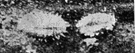 Planococcus citri - feeds on a wide variety of cultivated plants but especially destructive to citrus