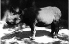 Diceros bicornis - African rhino