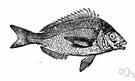 Stenotomus - scups