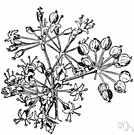 aralia - any of various plants of the genus Aralia