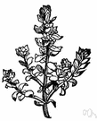 Glaux - sea milkwort