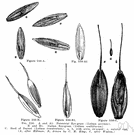 Italian rye - European grass much used for hay and in United States also for turf and green manure