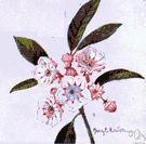 American laurel - a North American evergreen shrub having glossy leaves and white or rose-colored flowers
