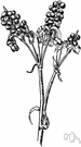 blackberry-lily - garden plant whose capsule discloses when ripe a mass of seeds resembling a blackberry