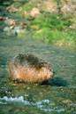 beaver - the soft brown fur of the beaver