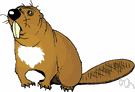 beaver - the soft brown fur of the beaver