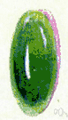 chrysoprase - a green variety of chalcedony valued as a gemstone
