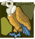 genus Gyps - a genus of Accipitridae
