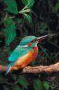 Alcedo - type genus of the Alcedinidae