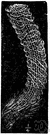 Venus's flower basket - a deep-water marine sponge having a cylindrical skeleton of intricate glassy latticework