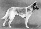 malinois - fawn-colored short-haired sheepdog
