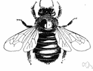 carpenter bee - large solitary bee that lays eggs in tunnels bored into wood or plant stems