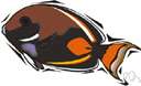 surgeonfish