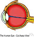 macular area - a small yellowish central area of the retina that is rich in cones and that mediates clear detailed vision
