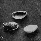 pistachio - nut of Mediterranean trees having an edible green kernel