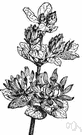 strawberry bush - hardy shrub of southeastern United States having clove-scented wood and fragrant red-brown flowers