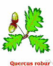 pedunculate oak - medium to large deciduous European oak having smooth leaves with rounded lobes