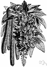 canafistula - deciduous or semi-evergreen tree having scented sepia to yellow flowers in drooping racemes and pods whose pulp is used medicinally