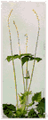 miterwort - any of various rhizomatous perennial herbs of the genus Mitella having a capsule resembling a bishop's miter