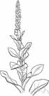 velvet plant - any of various plants of the genus Verbascum having large usually woolly leaves and terminal spikes of yellow or white or purplish flowers