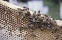beebread - a mixture of nectar and pollen prepared by worker bees and fed to larvae