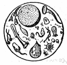 Infusoria - in some recent classifications, coextensive with the Ciliata: minute organisms found in decomposing infusions of organic matter
