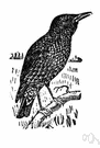 Sturnus vulgaris - gregarious bird having plumage with dark metallic gloss