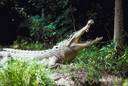 Crocodylus porosus - estuarine crocodile of eastern Asia and Pacific islands