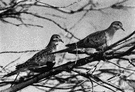 Zenaidura - mourning doves