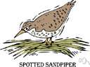 sandpiper