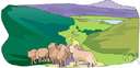 mountain sheep