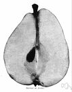 Anjou - a pear with firm flesh and a green skin