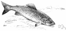lake trout - flesh of large trout of northern lakes
