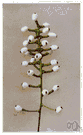white baneberry - North American herb with white poisonous berries