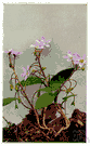 Carolina spring beauty - similar to Claytonia virginica but having usually pink flowers