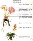 bitterroot - showy succulent ground-hugging plant of Rocky Mountains regions having deep to pale pink flowers and fleshy farinaceous roots