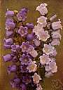 bellflower - any of various plants of the genus Campanula having blue or white bell-shaped flowers