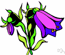 Bellflower - any of various plants of the genus Campanula having blue or white bell-shaped flowers