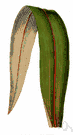 genus Cordyline - Asiatic and Pacific trees or shrubs
