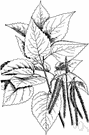 Populus nigra - large European poplar