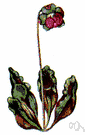 common pitcher plant - perennial bog herb having dark red flowers and decumbent broadly winged pitchers forming a rosette